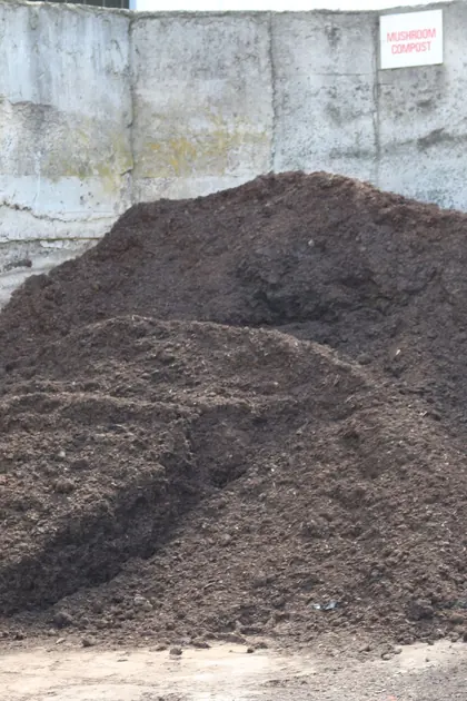 Mushroom compost in a bulk bay at the Bundoora yard